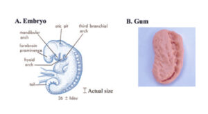 embryo gum