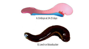 leech embryo